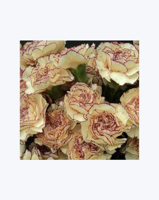 Clavel
