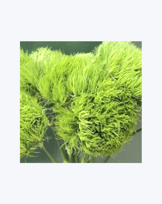 Green Ball