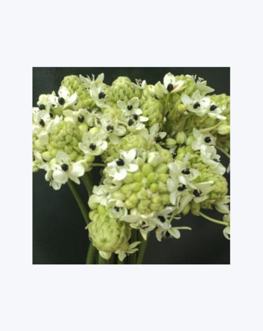 Ornithogalum