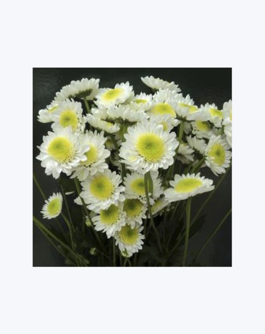 Felpilla