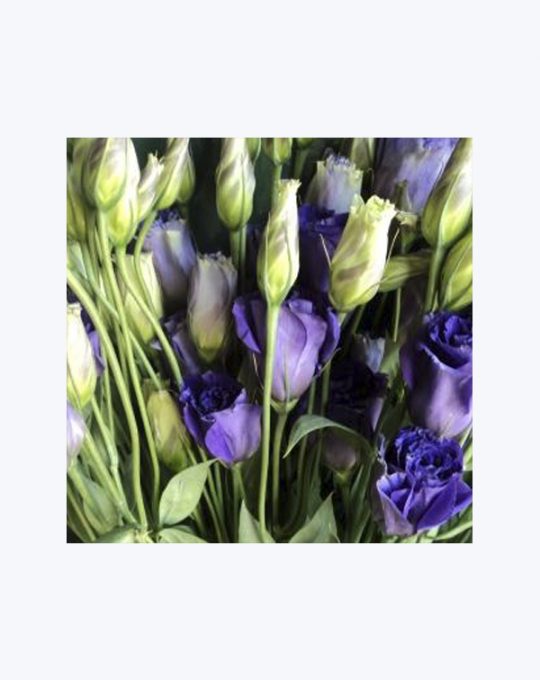 Lisianthus