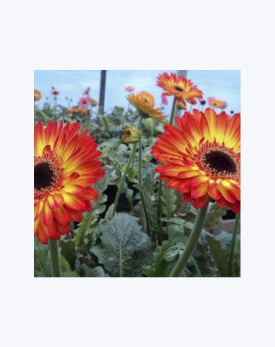 Gerbera