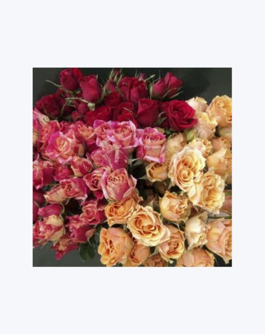 Rosa Mini