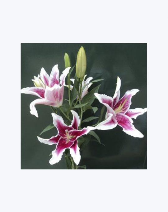 Lilium Oriental