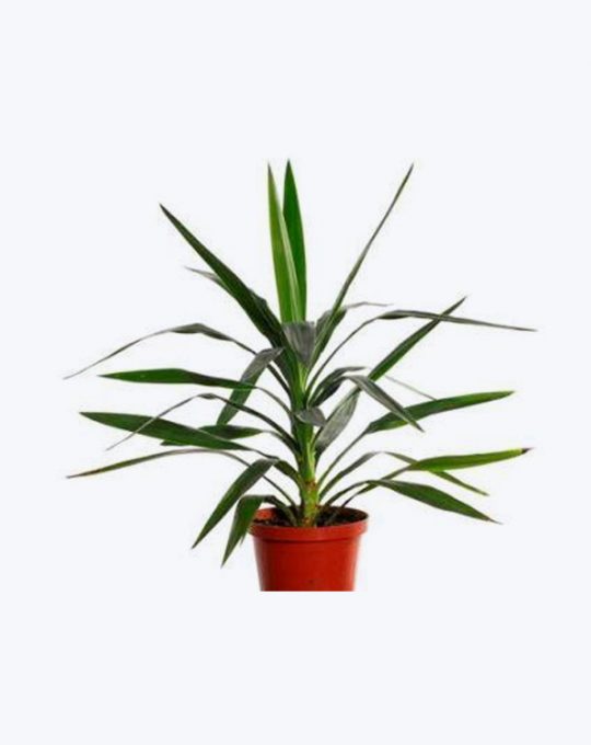 Yucca