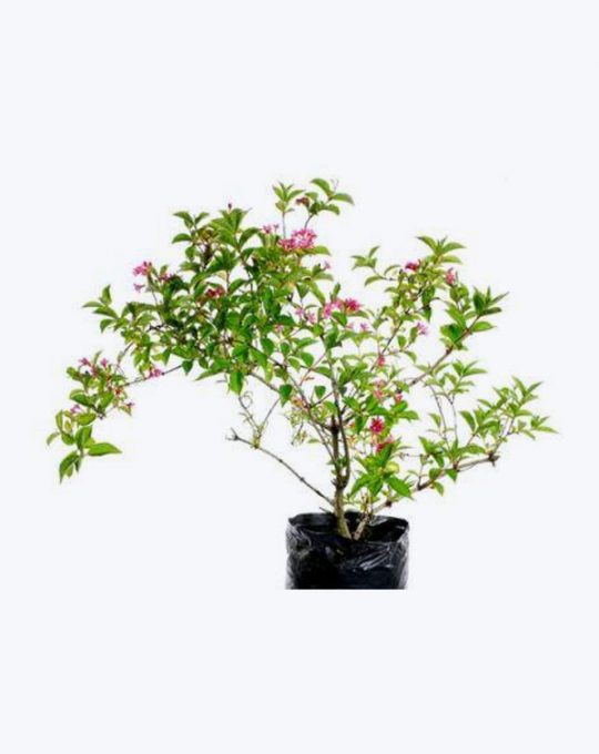 Weigelia
