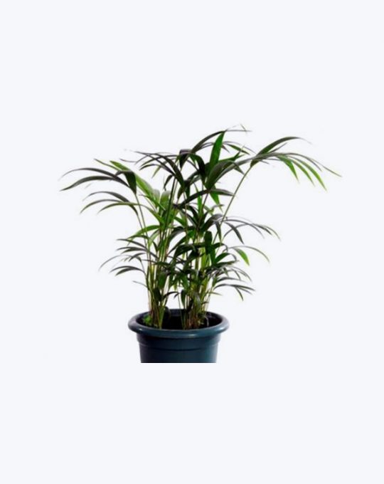 Kentia