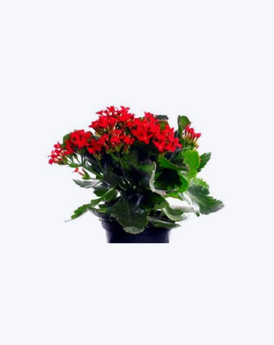 Kalanchoe