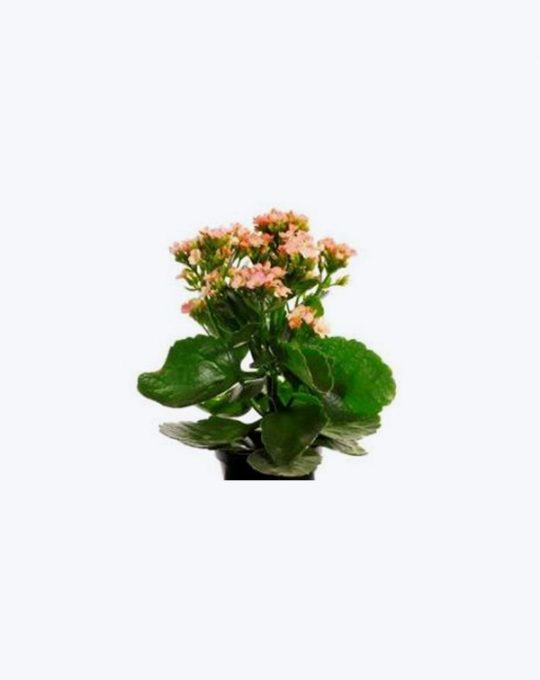 Kalanchoe