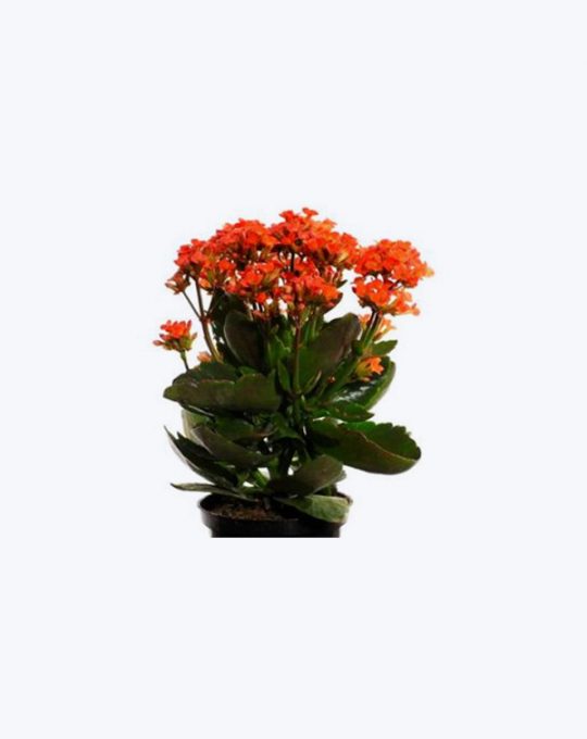 Kalanchoe