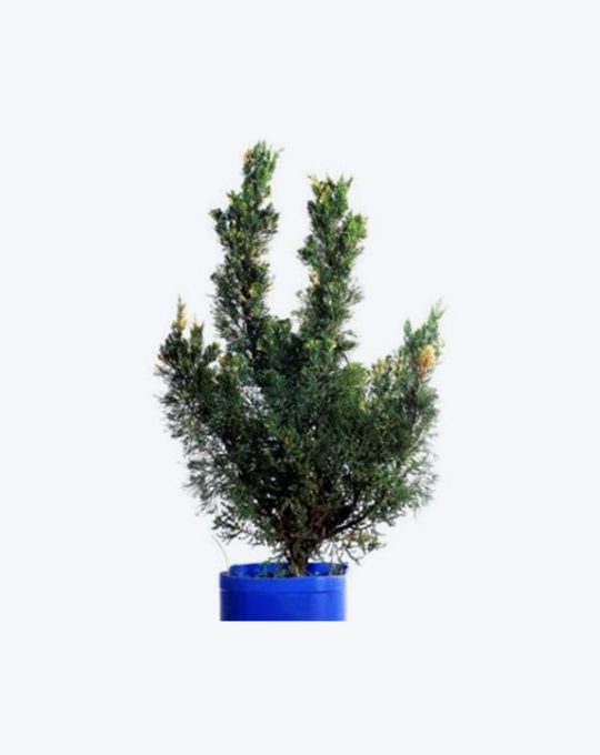Juniperus