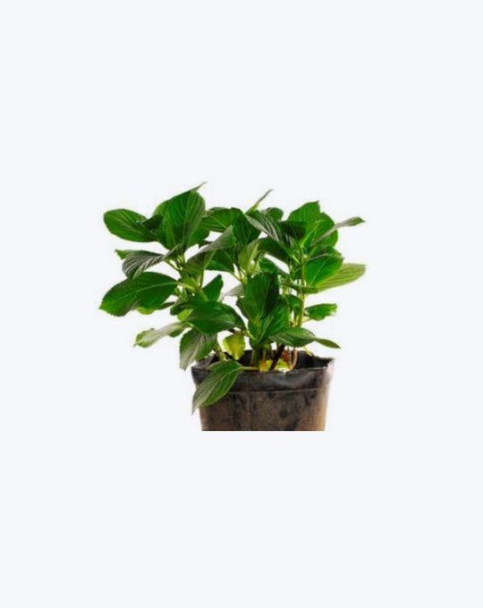 Hortensia