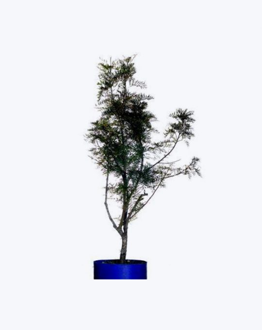 Grevillea - Roble Sedoso
