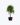 132_ficus-trenzado_02