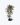 133_ficus-star-light_02