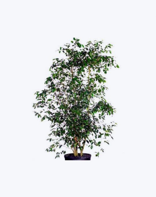 Ficus Benjamina Verde