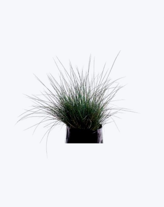 Festuca