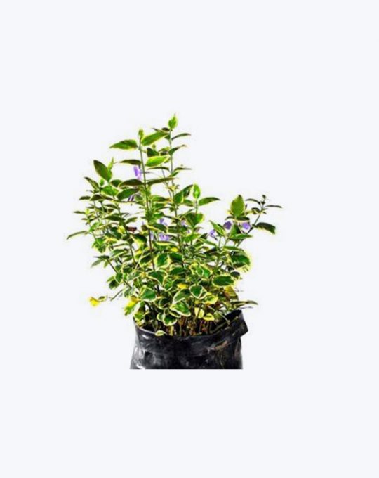 Vinca