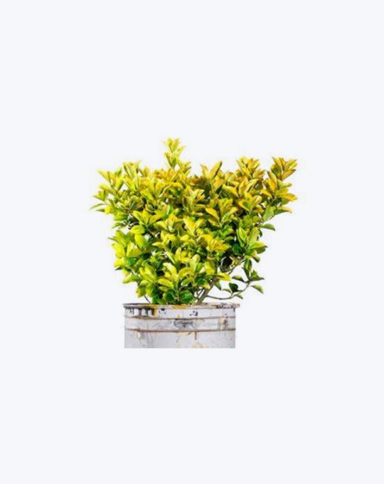 Evonimo Japonica