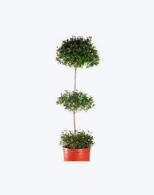 Eugenia Topiario Triple