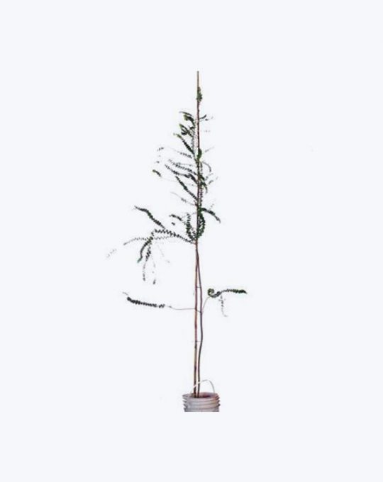 Eucalyptus Cinerea Baby Blue