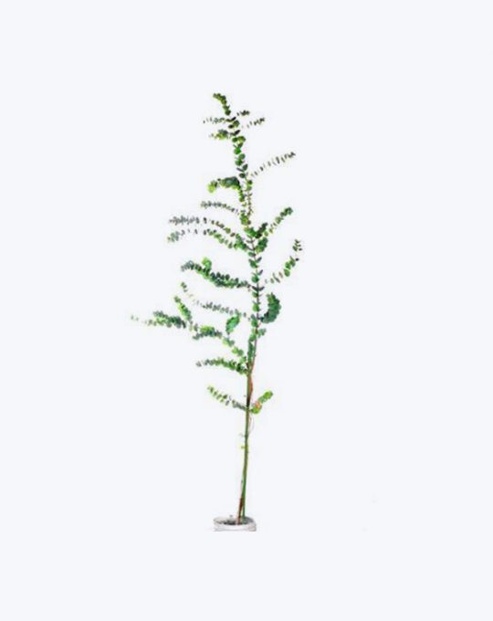 Eucalyptus Cinerea