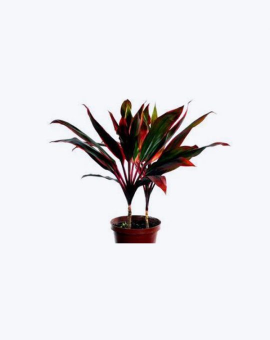 Dracaena Roja