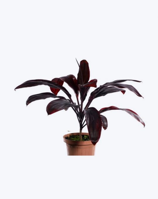 Dracaena Roja