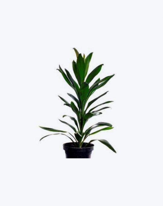 Dracaena Glauca