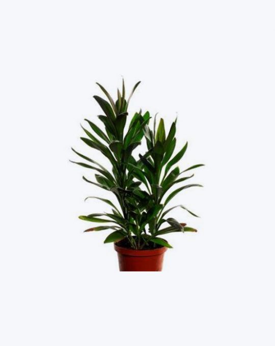 Dracaena Glauca