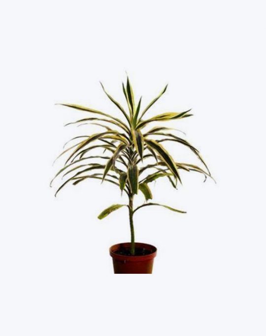 Dracaena Fluo