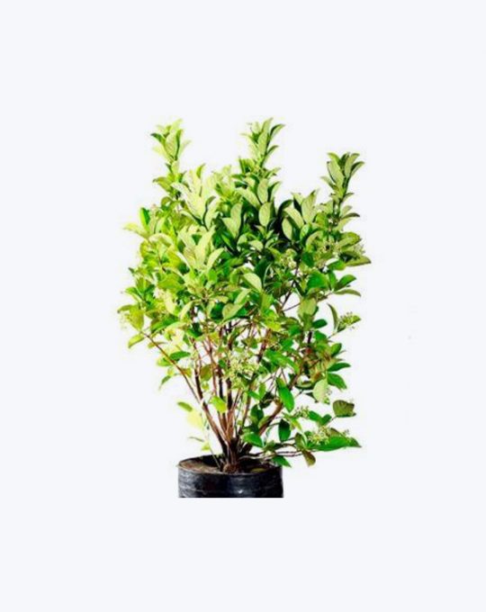 Viburnum Odoratissimum
