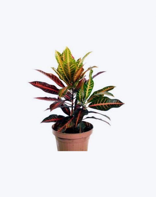 Crotus Nervia