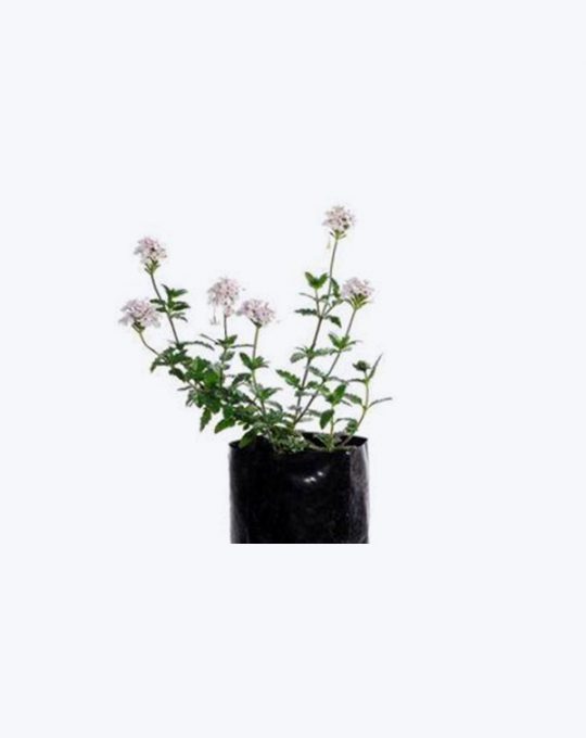 Verbena Blanca