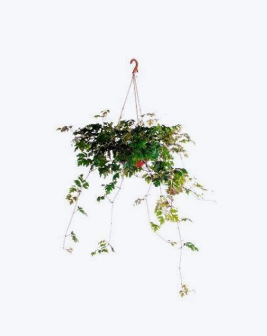 Cissus