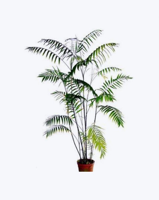 Chamaedorea Elegans