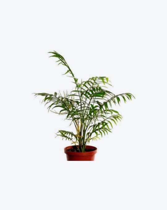 Chamaedorea Elegans