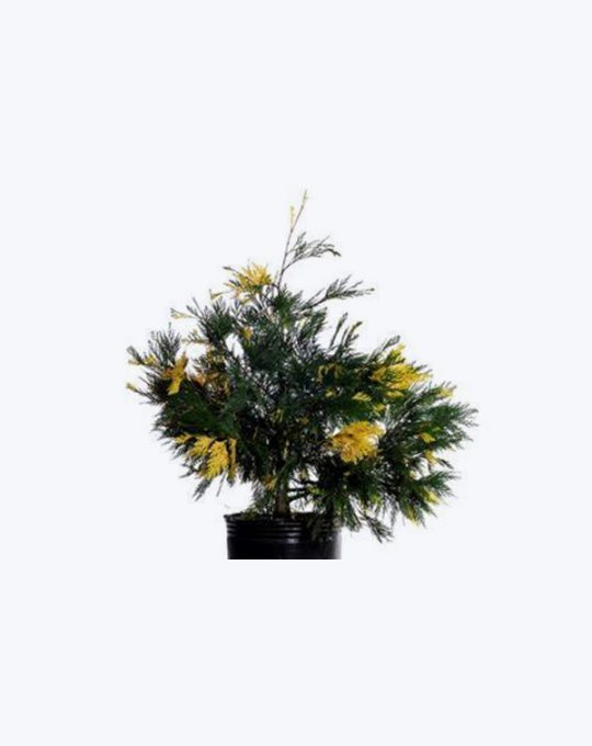 Calocedrus