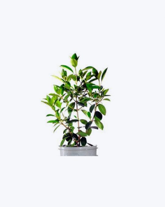 Viburnum Henry