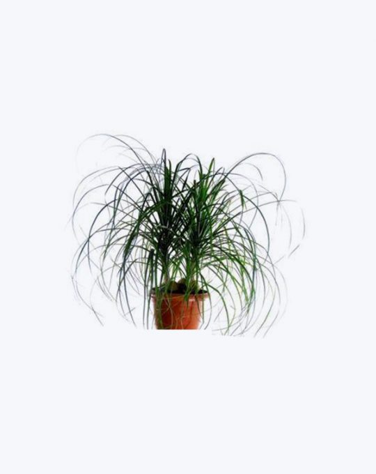 Beaucarnea
