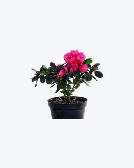 Azalea
