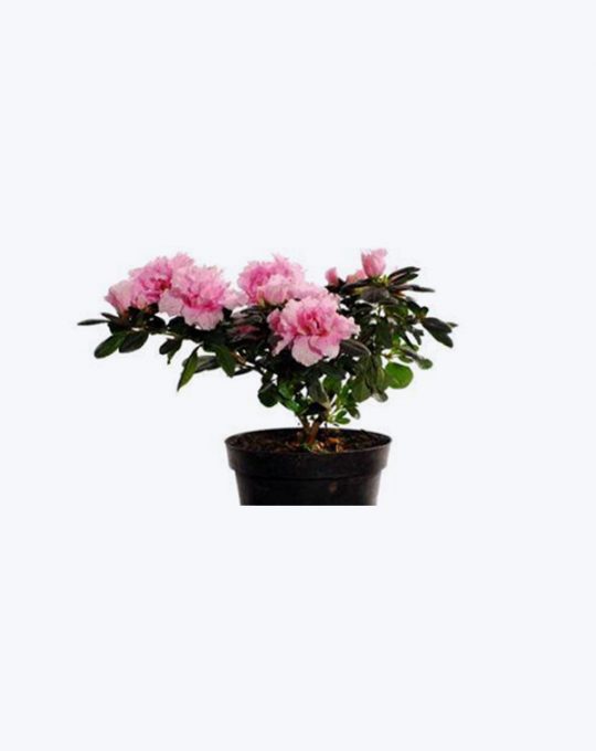 Azalea