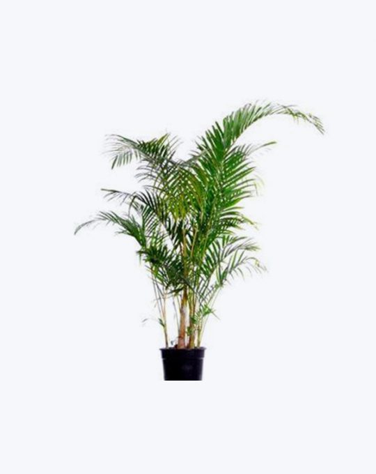 Areca