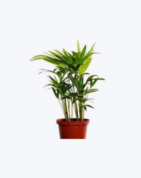 Areca