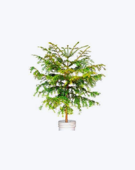 Araucaria Bidwilli