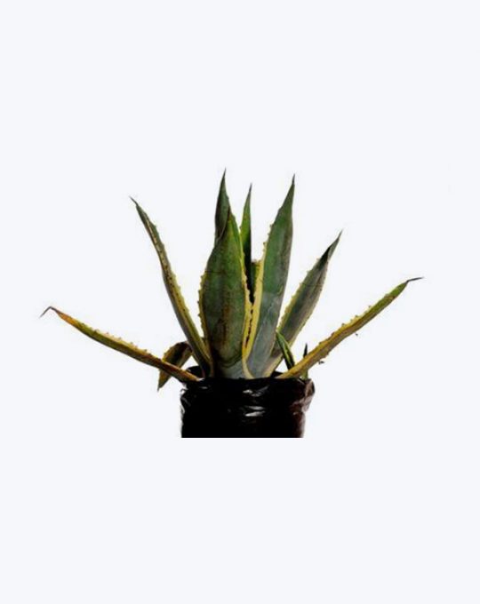 Agave Disciplinado