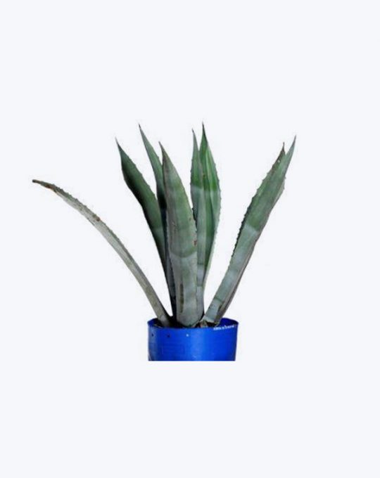 Agave Americano