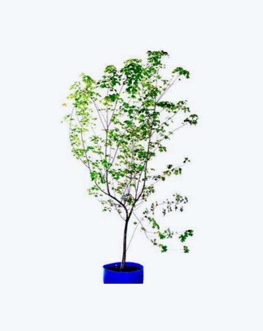 Acer Wergerianum