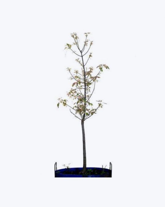 Acacia Cultriformis