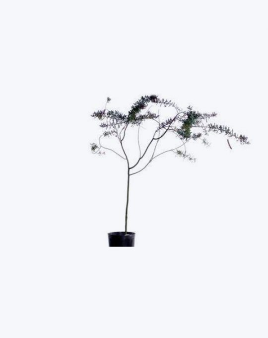 Acacia Baileyana